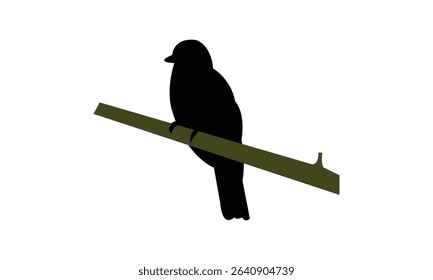 Amazonian trogon bird Silhouette Design  And Vector Illustration. 