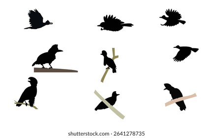 Amazonian umbrellabird bird Silhouette Design  And Vector Illustration. 