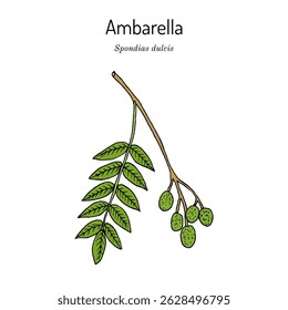 Ambarella or Golden apple (Spondias dulcis), medicinal and edible plant. Hand drawn botanical vector illustration