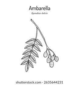 Ambarella or Golden apple (Spondias dulcis), medicinal and edible plant. Hand drawn botanical vector illustration