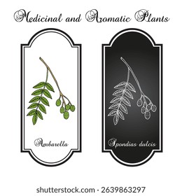 Ambarella or Golden apple (Spondias dulcis), medicinal and edible plant. Hand drawn botanical vector illustration