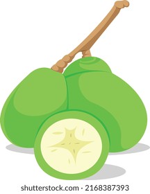 Ambarella fresh fruit for a childrens's book or flash card. A simple flat design