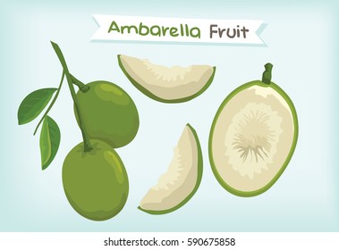 Ambarella Fruit Vector