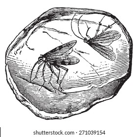 Amber, containing two insects, vintage engraved illustration. La Vie dans la nature, 1890.
