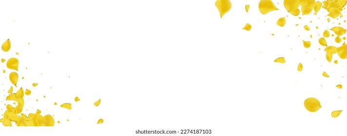 Amber Lotus Tender Vector Panoramic White Background. Japan Flower Template. Yellow Floral Summer Poster. Gold Sakura Beauty Backdrop.
