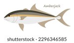 
Amberjack fish (Seriola) cute animal in colorful cartoon style isolated on white background. Vector graphics. These fish live in both the Atlantic and Pacific oceans and can be caught near reefs.