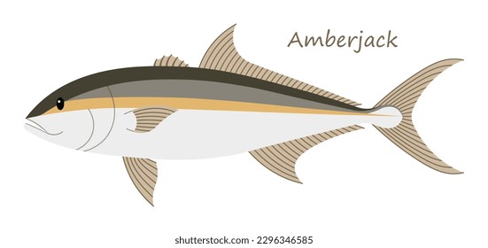 
Amberjack fish (Seriola) cute animal in colorful cartoon style isolated on white background. Vector graphics. These fish live in both the Atlantic and Pacific oceans and can be caught near reefs.