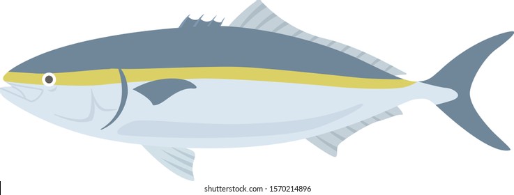 amberjack Illustration.
Illustration of fish.