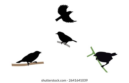 Ambon white-eye bird Silhouette Design  And Vector Illustration. 