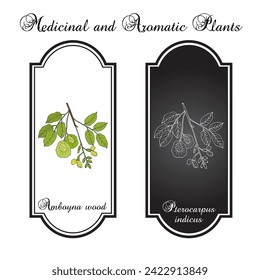Amboyna wood, or narra (Pterocarpus indicus), ornamental and medicinal plant. Hand drawn botanical vector illustration