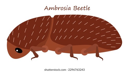 Ambrosia Beetle cute animal in colorful cartoon style isolated on white background. Vector graphics. It's a loosely related group of weevil, beetles that form a symbiotic relationship with the Ambros.