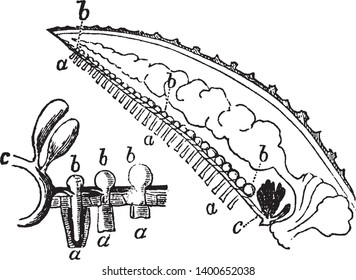 Ambulacra of Star fish as seen in a longitudinal and vertical section of one of the rays and three of them in a separate figure on a larger scale, vintage line drawing or engraving illustration.