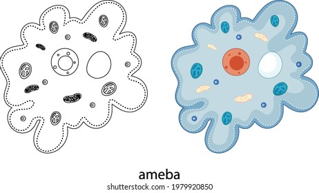 Ameba の画像 写真素材 ベクター画像 Shutterstock