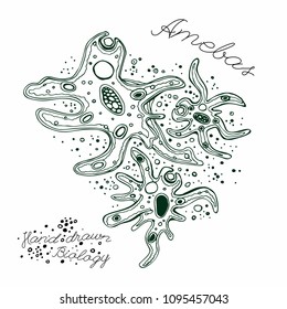 Ameba hand-drawn image. Amoeba proteus. Paramecium caudatum. Editable vector illustration isolated on white background. Biological concept in unique style.