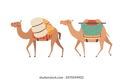 amel Domesticated Desert Caravan Animal with Saddle Vector Set