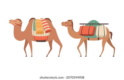 amel Domesticated Desert Caravan Animal with Saddle Vector Set