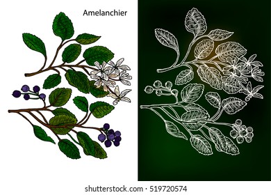 Amelanchier. Hand drawn botanical vector, isolated objects on white background.