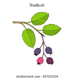 Amelanchier, also known as shadbush, shadwood or shadblow, serviceberry or sarvisberry, or sarvis, wild pear, juneberry, saskatoon, sugarplum, wild-plum, chuckley pear. Hand drawn botanical vector