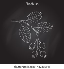 Amelanchier, also known as shadbush, shadwood or shadblow, serviceberry or sarvisberry, or sarvis, wild pear, juneberry, saskatoon, sugarplum, wild-plum, chuckley pear. Hand drawn botanical vector