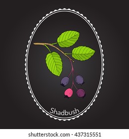 Amelanchier, also known as shadbush, shadwood or shadblow, serviceberry or sarvisberry, or sarvis, wild pear, juneberry, saskatoon, sugarplum, wild-plum, chuckley pear. Hand drawn botanical vector