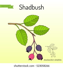 Amelanchier, also known as shadbush, shadwood or shadblow, serviceberry or sarvis, wild pear, juneberry, saskatoon, sugarplum, wild-plum. Hand drawn botanical vector illustration