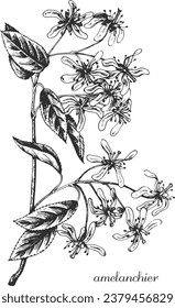 amelanchier, serviceberry, serviceberry blossoms, serviceberry flower, irga, amelanchier sketch, branch monochrome, black and white amelanchier, amelanchier leaf