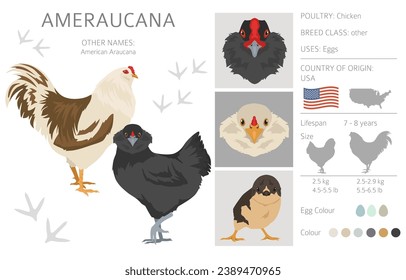 Ameraucana Chicken breeds clipart. Poultry and farm animals. Different colors set.  Vector illustration