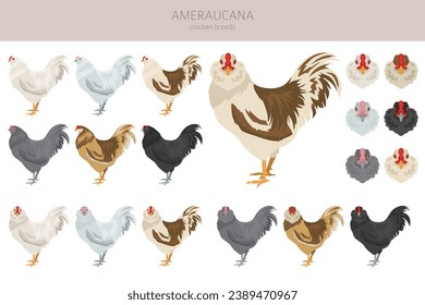 Ameraucana Chicken breeds clipart. Poultry and farm animals. Different colors set.  Vector illustration