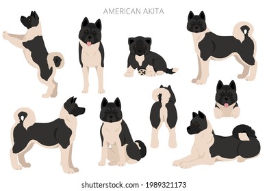 American akita all colours clipart. Different coat colors set. Vector illustration