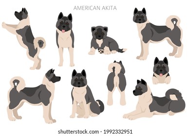 American akita all colours clipart. Different coat colors set. Vector illustration