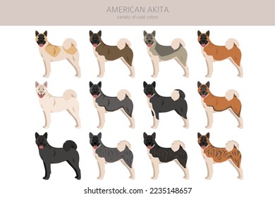 American Akita dog clipart. All coat colors set.  Different position. All dog breeds characteristics infographic. Vector illustration