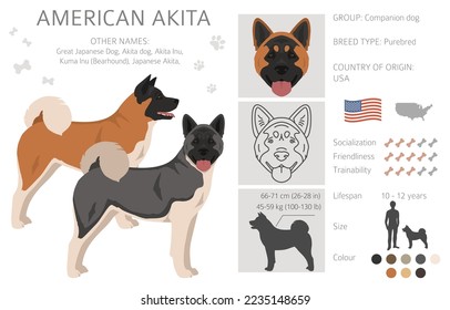 American Akita dog clipart. All coat colors set.  Different position. All dog breeds characteristics infographic. Vector illustration