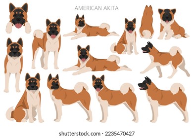 American Akita dog clipart. All coat colors set.  Different position. All dog breeds characteristics infographic. Vector illustration