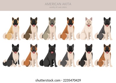 American Akita dog clipart. All coat colors set.  Different position. All dog breeds characteristics infographic. Vector illustration