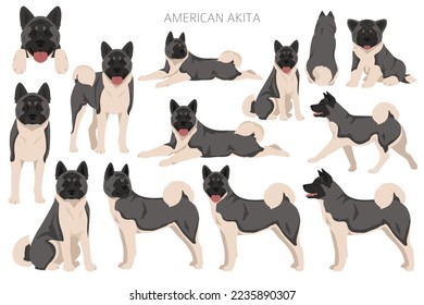 American Akita Hund Clip Kunst. Alle Farben des Mantels.  Unterschiedliche Position. Alle Hunde rassen Merkmale Infografik. Vektorgrafik