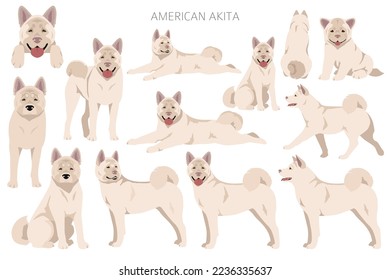 American Akita dog clipart. All coat colors set.  Different position. All dog breeds characteristics infographic. Vector illustration