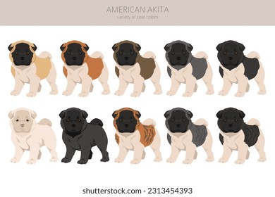 American Akita puppy clipart. All coat colors set.  Different position. All dog breeds characteristics infographic. Vector illustration
