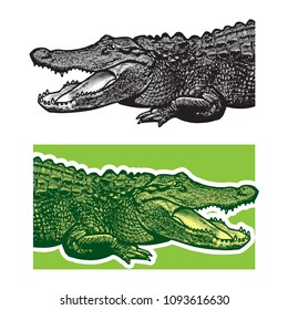 American alligator. Florida gators.
Monochrome vector graphic illustration of reptile - drawn graphic art in the engraving style, design element for logo or template.