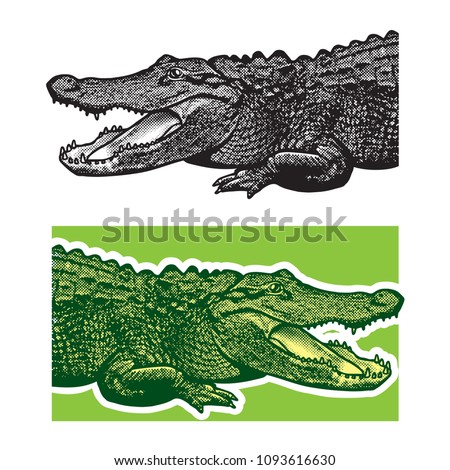 American alligator. Florida gators.
Monochrome vector graphic illustration of reptile - drawn graphic art in the engraving style, design element for logo or template.