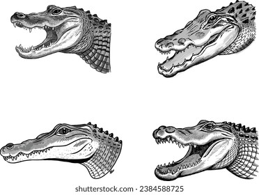 American Alligator head icon set illustration vector