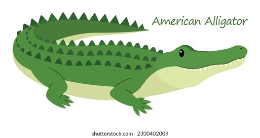American Alligator (Alligator mississippiensis) cute animal in colorful cartoon style isolated on white background. Vector graphics. It's in the same family as other large reptiles like Crocodiles.