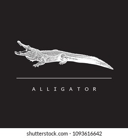 American alligator (Alligator mississippiensis) - vector image.
White illustration in engraving style of crocodilian reptile isolated on black background, design element for logo or template.