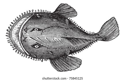 El anglerfish americano, el Goosefish, el All-mouth, la rana pescadora o el Lophius americanus. Grabado vintage. Vieja ilustración grabada de un pez anguloso americano encontrado en la costa oriental de América del Norte.