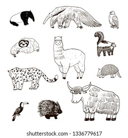 American animals hand drawn illustrations set