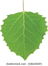 American Aspen Tree Leaf Isolated