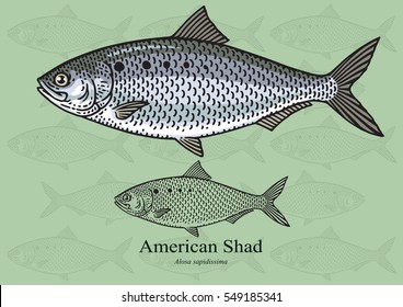 American (Atlantic) Shad. Vector illustration with refined details and optimized stroke that allows the image to be used in small sizes (in packaging design, decoration, educational graphics, etc.)