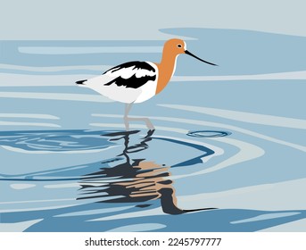 Amerikanischer Avocet-Vogel, Watt in Wasser, farbige Vektorgrafik