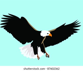 American Bald Eagle
