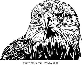 American bald eagle black and white illustration