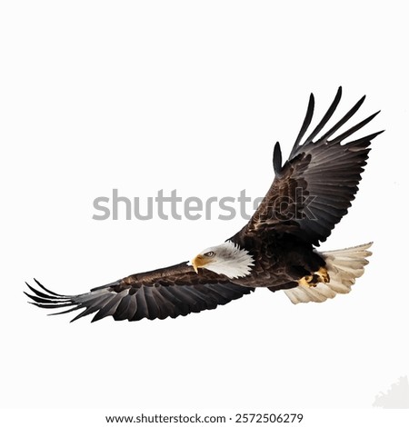 American bald eagle flying isolated